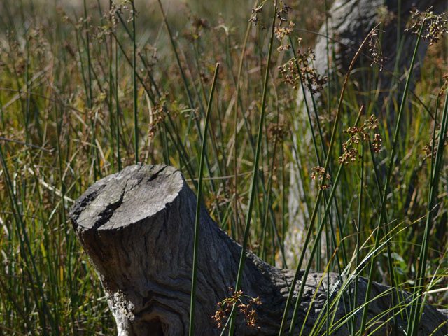 Native garden