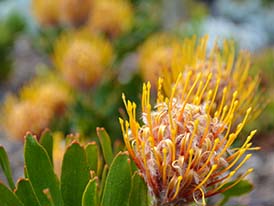 Stunning hardy plant