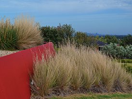 Steel clad retaining wall with native grasses