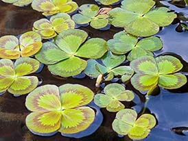 Aquatic native plant