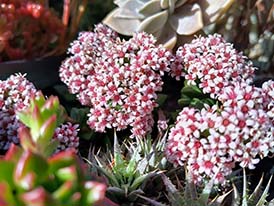 Succulents in flower