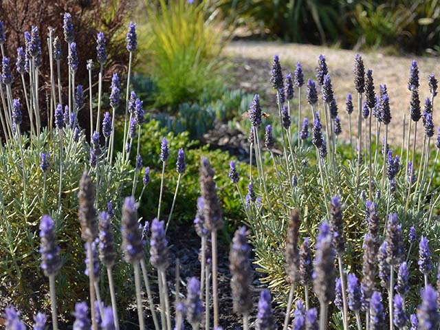 Planting design